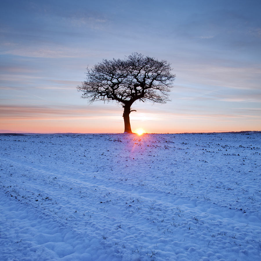 SOLITARY WINTER TREE - Otley - Yorkshire    