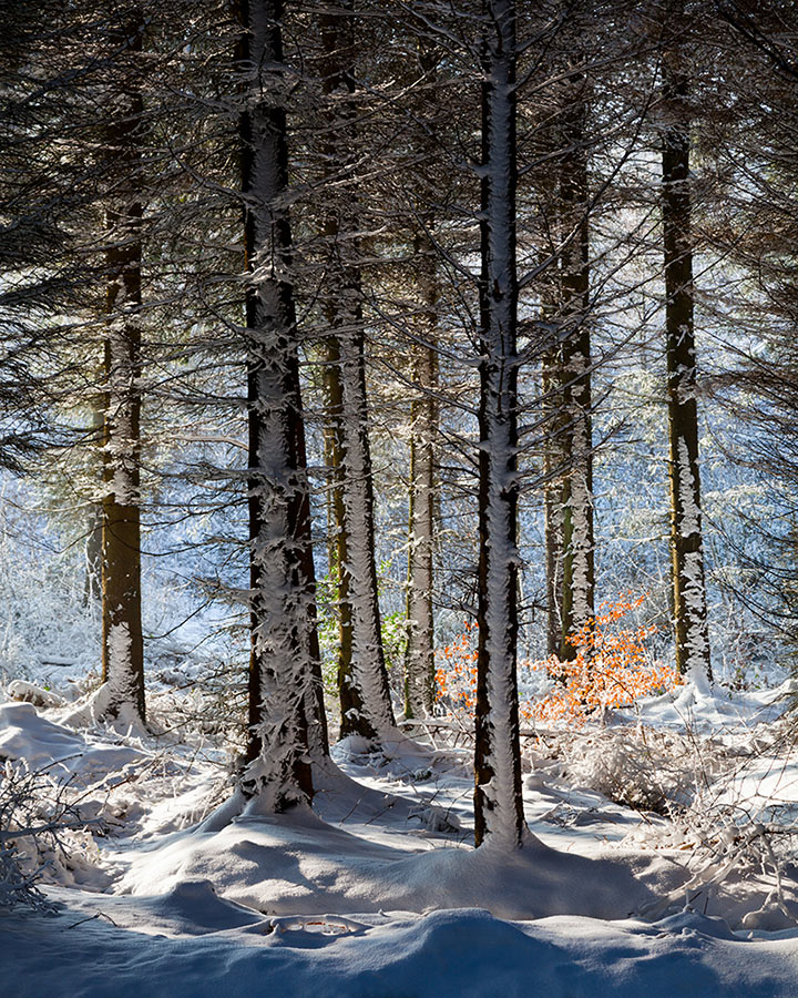 WINTER FOREST - Timble, Yorkshire 